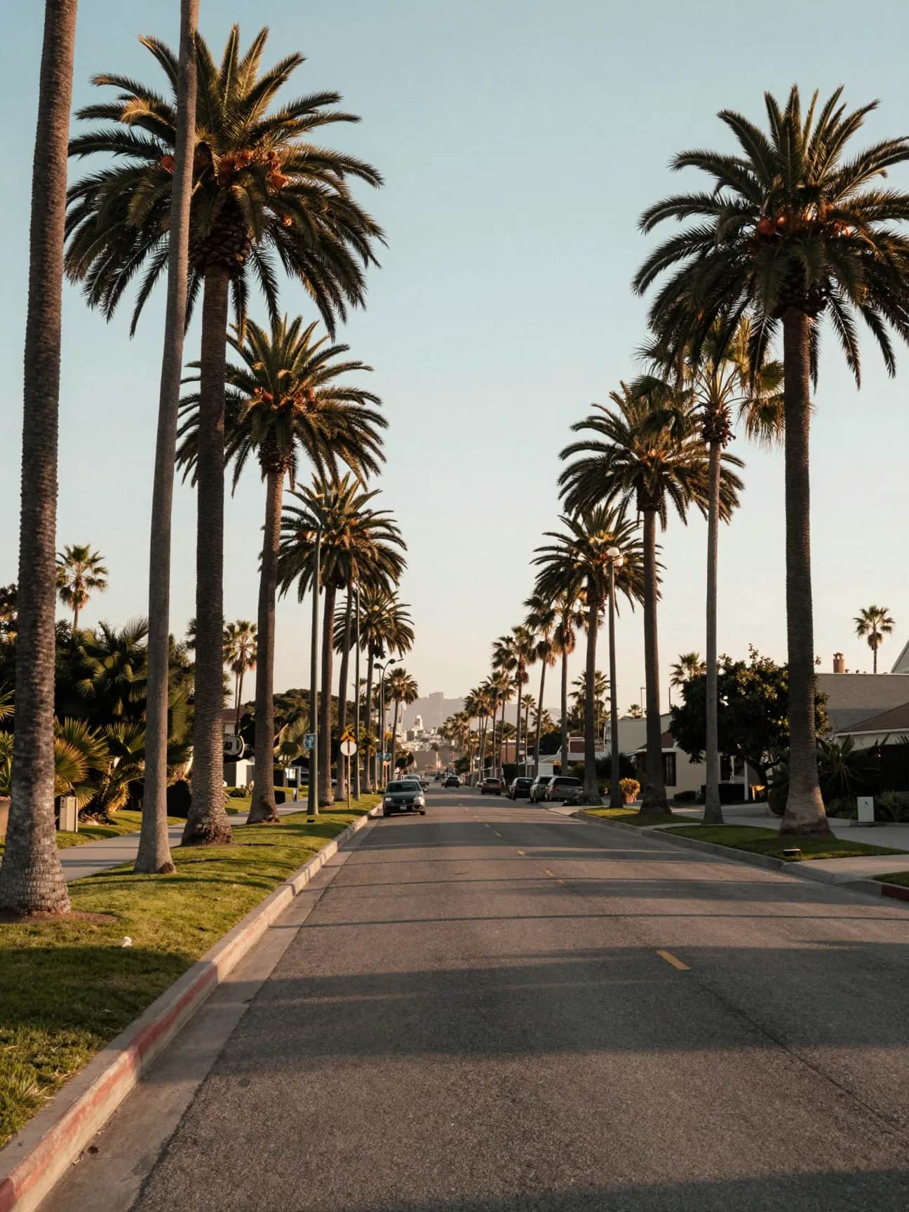 Palm-lined California boulevard