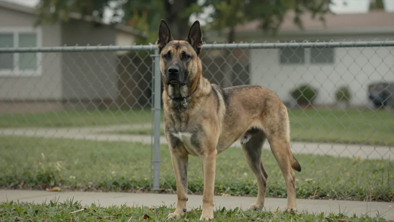 Dog Bites representation in California